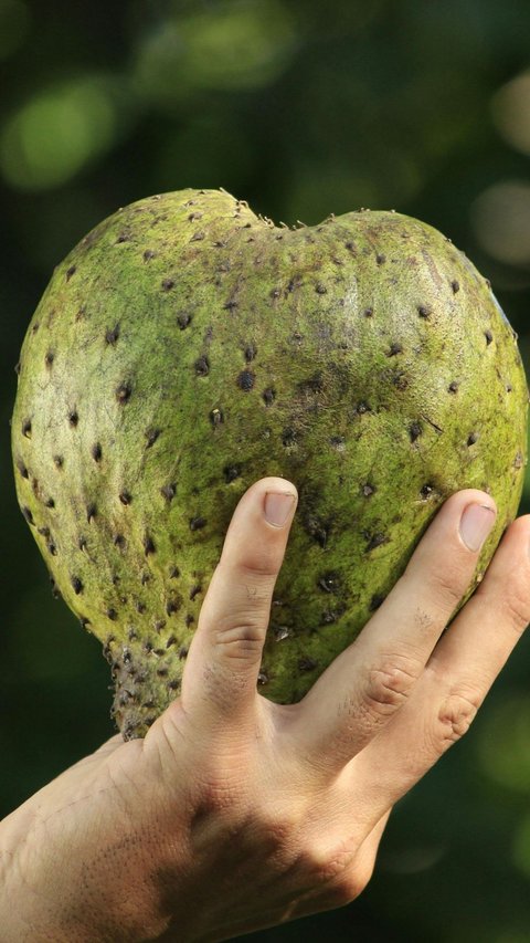 10 Benefits of Soursop Leaves for Health, from Maintaining Blood Pressure to Insomnia Medication