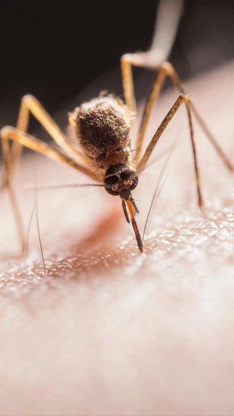Ini Penyebab Mengapa Beberapa Orang Lebih Mudah Digigit Nyamuk Dibanding Orang Lainnya