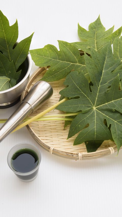 20 Benefits of Papaya Leaves, From Controlling Blood Sugar to Effective Dandruff Treatment