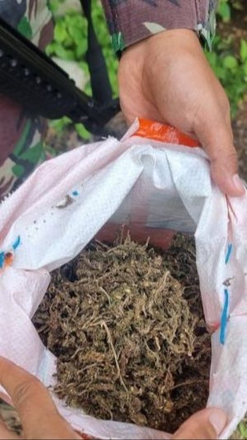 Patroli di Perlintas Ilegal, TNI Temukan 1,2 Kilogram Ganja Kering