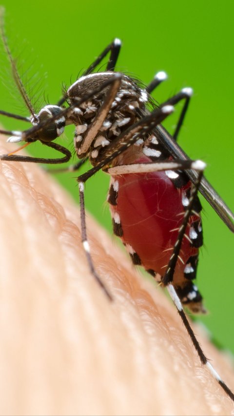 Facts about Dengue Mosquitoes that Cause Dengue Fever and Result in the Death of up to 1 Million People Worldwide