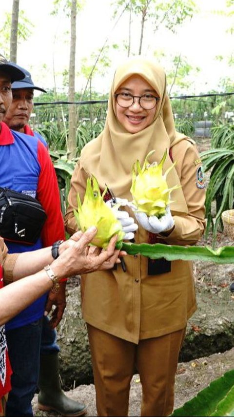 Memiliki Rasa yang Unik, Buah Naga Kuning Banyuwangi Banyak Diburu