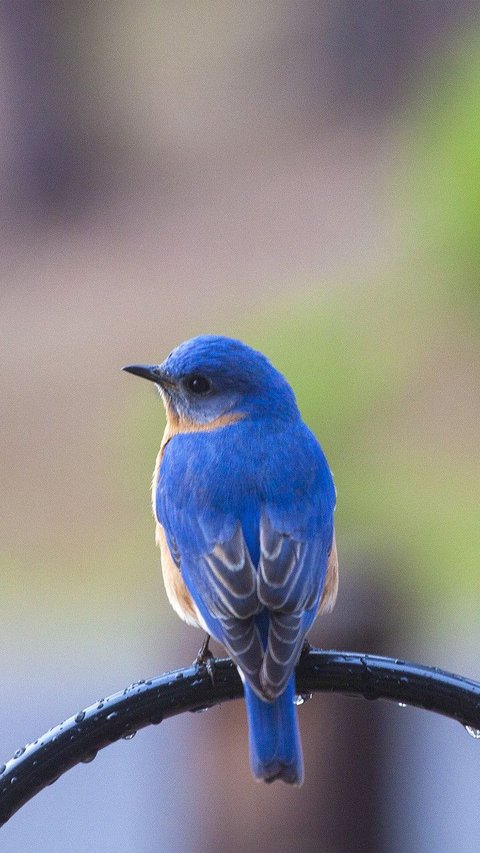 Unique, These 15 Birds Lay Blue Eggs