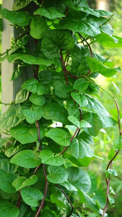 15 Benefits of Binahong Leaves, from Lowering Cholesterol to Promoting Heart Health