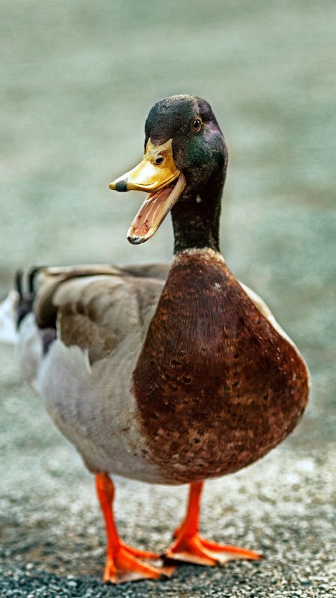 33 Duck Jokes to Tickle Your Funny Bone