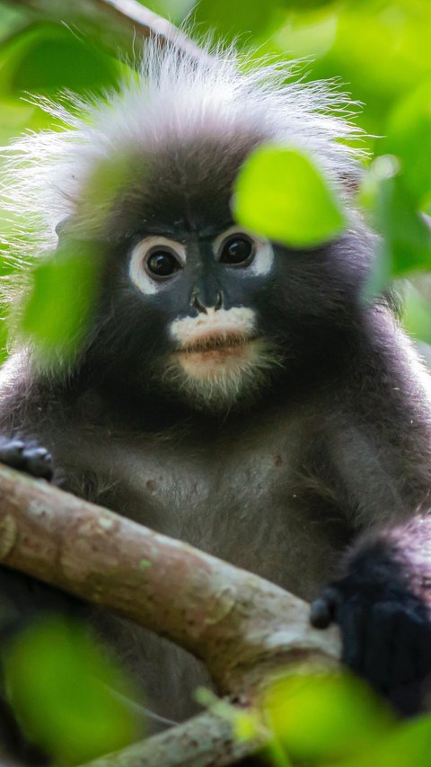 Memiliki Ukuran Tubuh yang Sangat Mungil, Inilah 10 Monyet Terkecil di Dunia