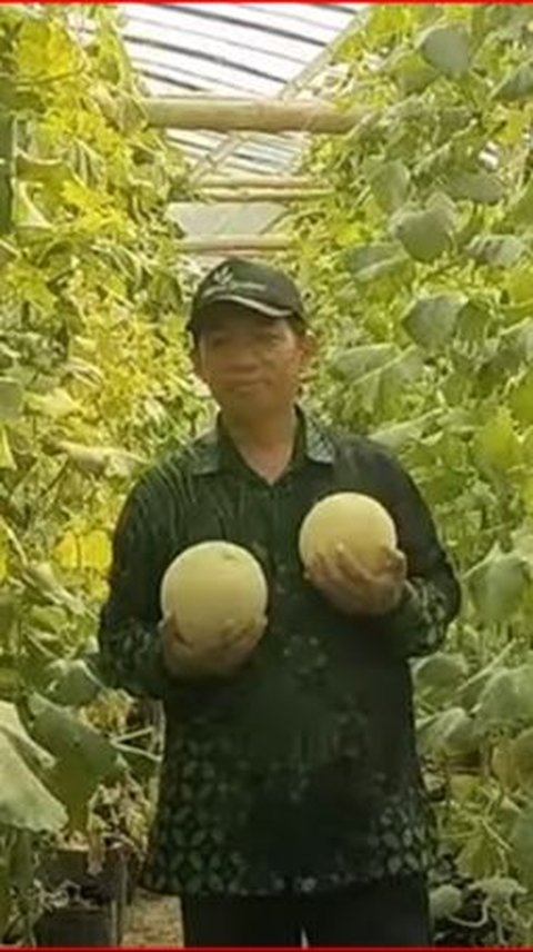 Mantan Anggota DPRD Rembang Ini Beralih Profesi sebagai Petani Melon, Begini Kisahnya