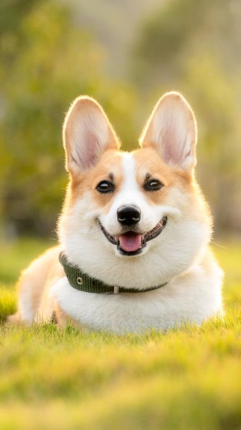 4 Juni Hari Anjing Corgi Internasional, Ketahui Sejarah dan Fakta Menariknya