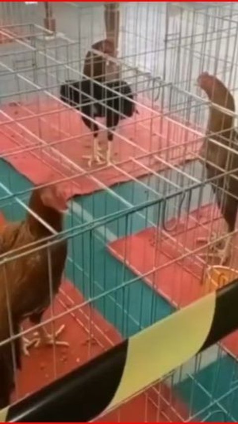 Serunya Kontes Ayam Ekor Lidi di Semarang, Harganya Capai Puluhan Juta Rupiah