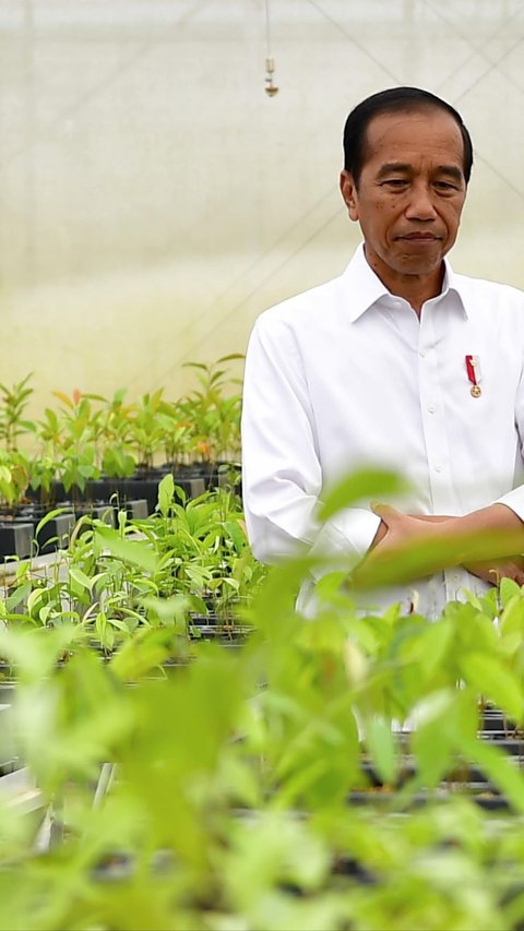 Pancing Investor ke IKN, Jokowi: Permintaan Tinggi, Harga Naik
