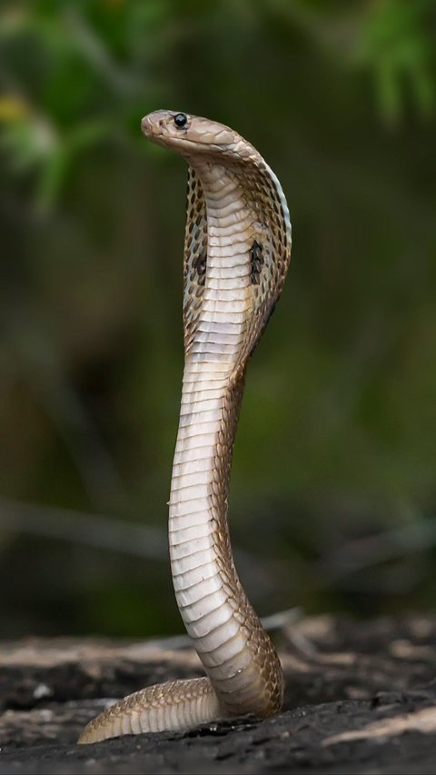 10 Dangerous and Most Deadly Animals in the World, Number 1 is Not Venomous Snake