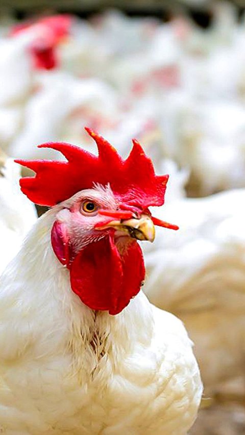 Mexico Reported The First Case of H5N2 Flu on Human! What is That?