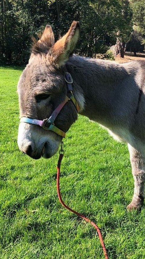 Donkey Who Inspired Eddie Murphy's Shrek Character Received a $10,000