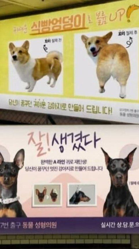 Plastic Surgery for Dogs Ads Went Viral in South Korea
