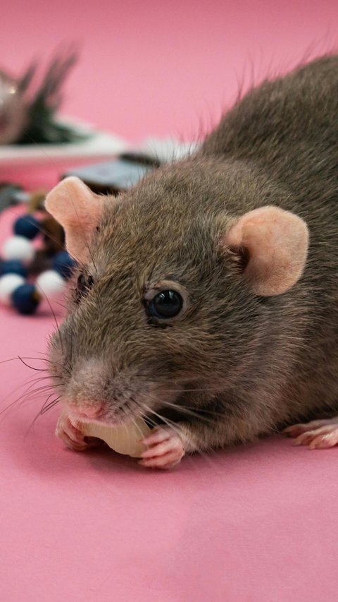 Cara Ampuh Usir Tikus dari Rumah Hanya dengan Bahan-bahan Dapur