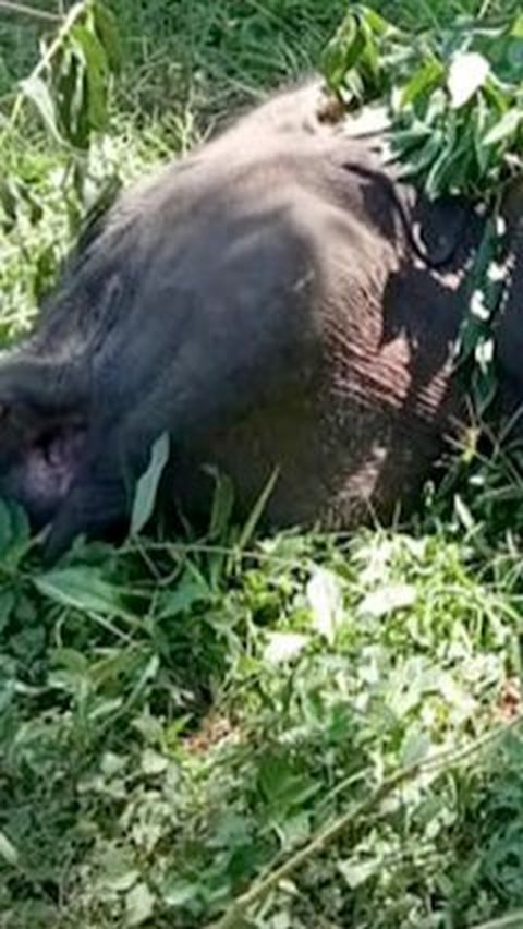 Gajah Sumatera Mati Tersengat Listrik di Aceh