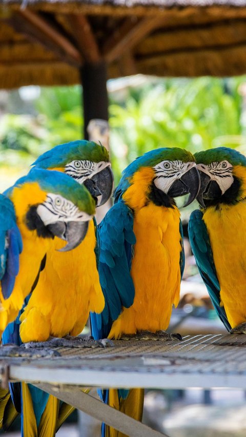 10 Birds with the Loudest Chirping Sounds, Some of Which Live in Indonesia