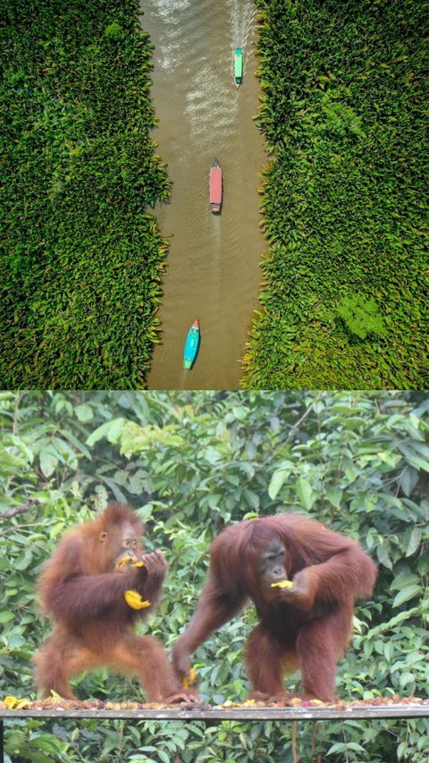 Mengunjungi Desa Sei Sekonyer Kalteng, Rasakan Sensasi Spa Pakai Ramuan Hutan hingga Bermalam di Kapal