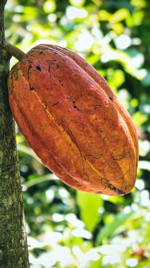 Cara Menanam Kakao yang Benar, Dijamin Menguntungkan