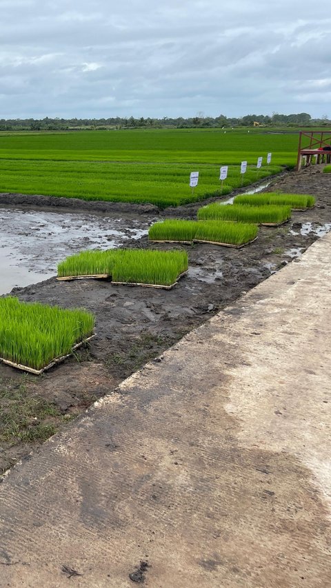 Pupuk Indonesia dan Bulog Kolaborasi Serap Hasil Petani Program Makmur