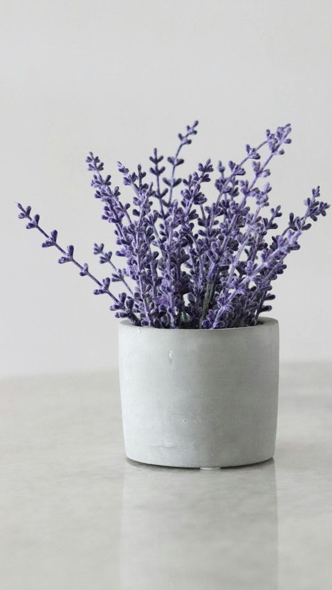 6 Ornamental Plants that Can be Natural Room Fragrances, Making You Feel at Home