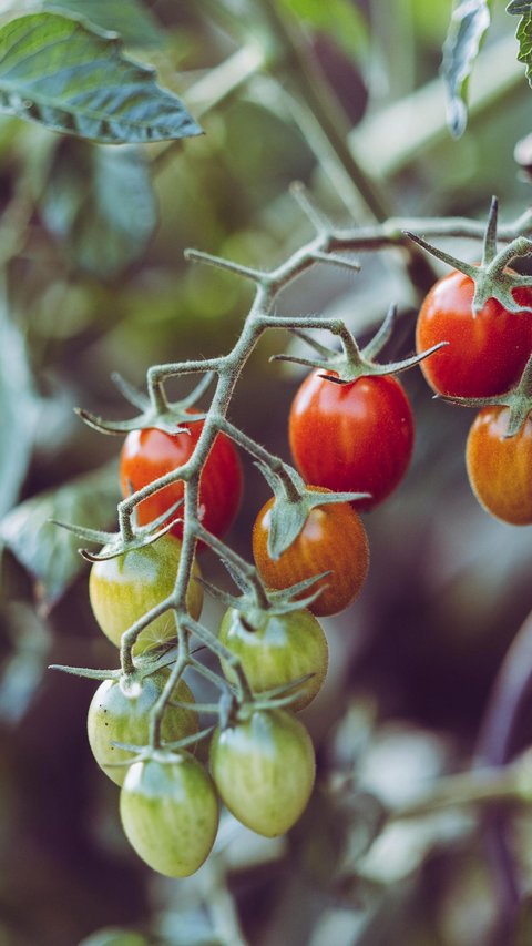 Cara Menanam Tomat dari Biji, Mudah Dipraktikkan