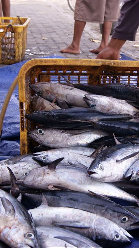 Benarkah Ekor Ikan Tongkol Bisa Menyebabkan Keracunan? Cek Faktanya
