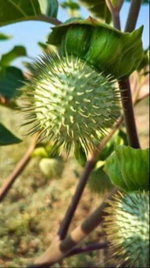 Ternyata Bisa Sembuhkan Penyakit, Ini Sederet Manfaat Buah Kecubung