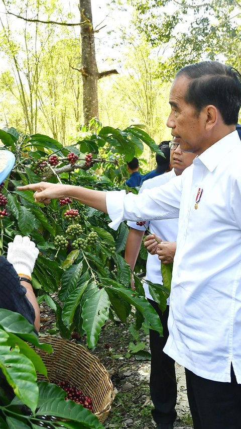 Panen Kopi di Lampung Barat, Jokowi Minta Tingkatkan Produktivitas 9 Ton Per Hektare