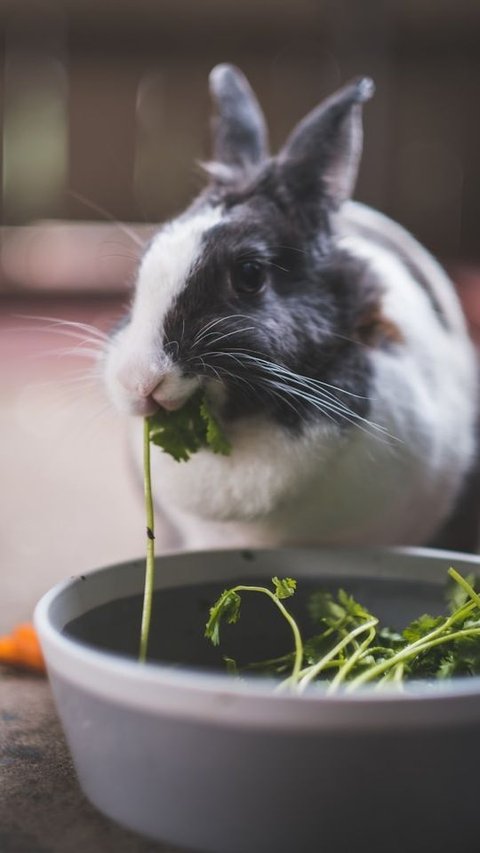 8 Foods That Could Harm Your Rabbit