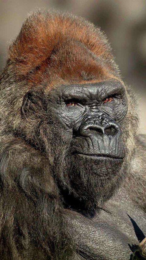 San Diego Zoo's Oldest Gorilla Dies at 52