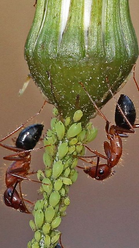 Amazing, Ants Can Treat Leg Injuries Among Themselves Like Humans, Here's How