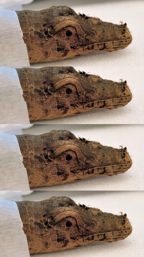 Pakai Teknologi Scan, Arkeolog ungkap Ada Catatan Khusus Ritual Mesir Kuno di Perut Buaya Purba