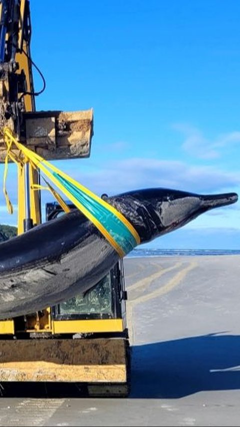 World's Rarest Whale Dies in New Zealand