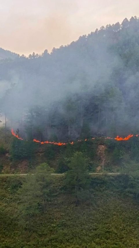 Petani Diduga Jadi Penyebab Kebakaran Hutan di Sumatera Utara