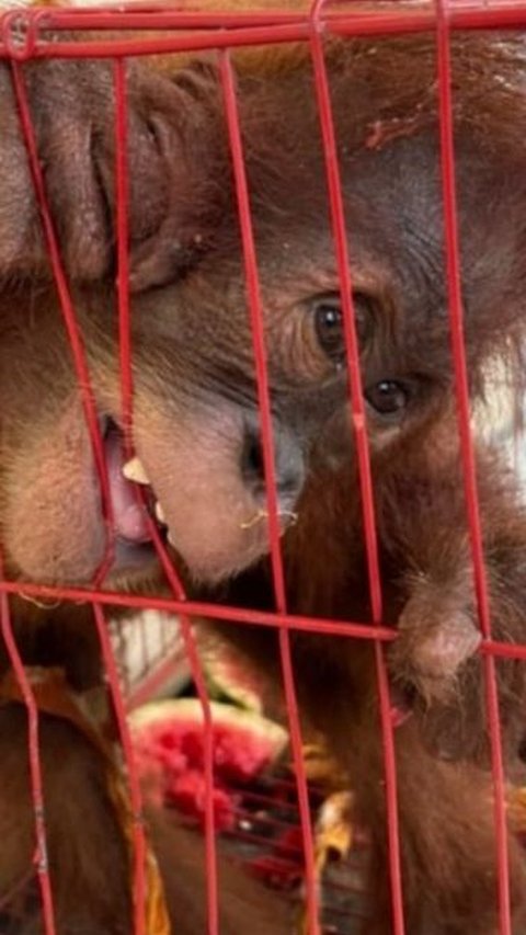 Kasihan, Orang Utan di Aceh Disembunyikan dalam Tas untuk Dijual