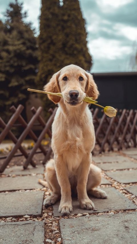 10 Reasons Why Golden Retrievers Are The Best Family Dogs