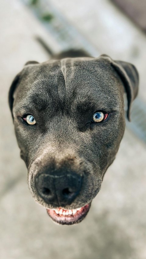 Prayer when Meeting a Ferocious Dog and Tips to Stay Safe