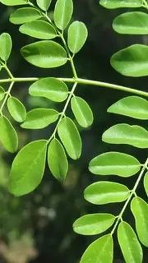 3 Tips Boiling Moringa Leaves to Reduce Cholesterol and Uric Acid