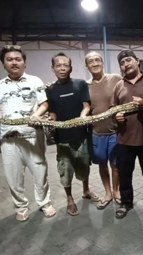 Residents of Bekasi Shocked to Find a Python, 30 Eggs Found in its Nest