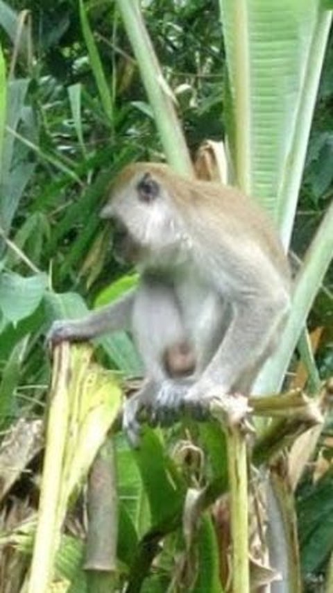 Ratusan Monyet Kelaparan Turun Bukit Serbu Lahan, Warga Tasikmalaya Gagal Panen