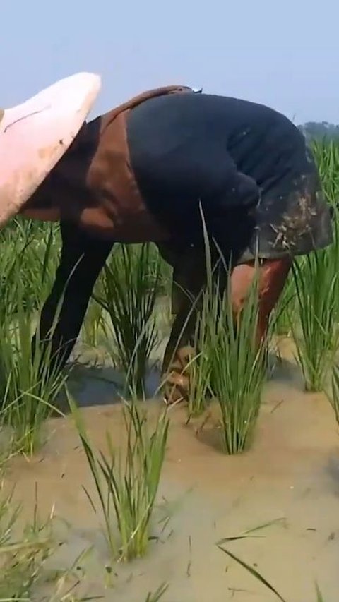 Nasib Pilu Anak Putus Sekolah di Lebak karena Masalah Ekonomi, Pilih Bantu Orang Tua di Sawah