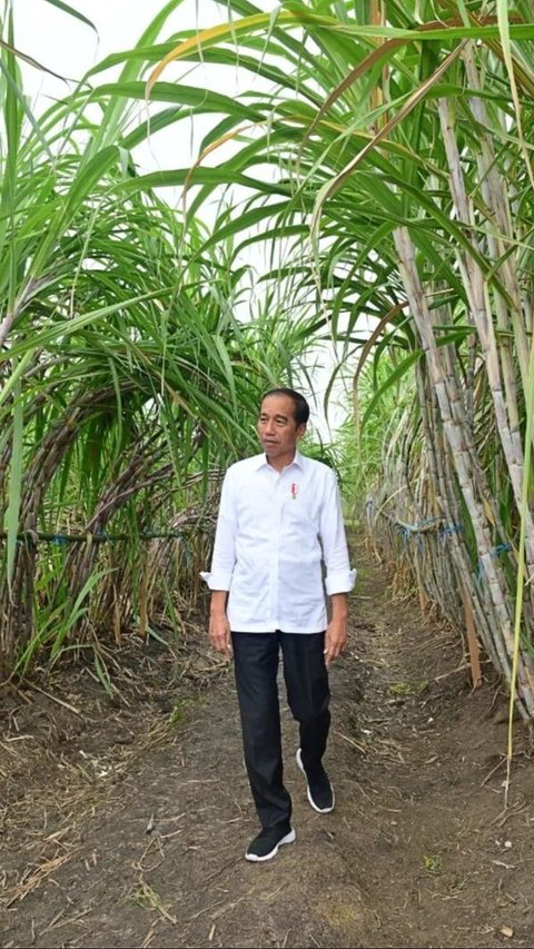 VIDEO: Jokowi Bicara Kegagalan Proyek Pangan Singgung Prabowo 