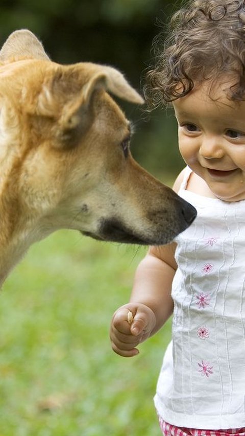 Rekomendasi Nama Anjing Jepang Lucu, Unik Lengkap dengan Artinya