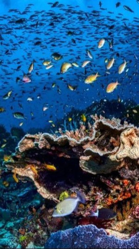 Ilmuwan Sampai Bingung, Ada Bongkahan Logam Aneh Bisa Hasilkan Oksigen Jumlah Besar di Dasar Laut Dalam