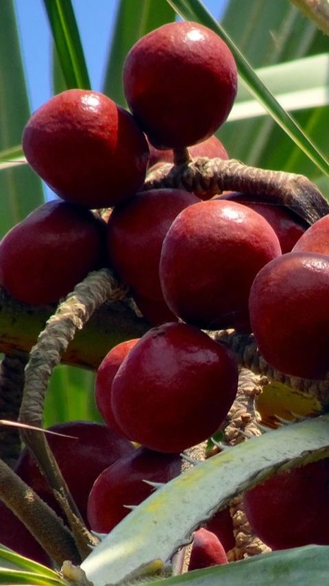 7 Manfaat Buah Zuriat untuk Promil, Bantu Tingkatkan Kualitas Sel Telur