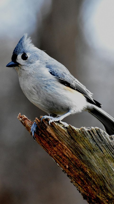 50 Funny Bird Words, Expressions of Happiness in Beloved Pets