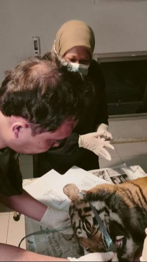 Dokter Hewan Ungkap Misteri Kematian Harimau di Agam Sumbar