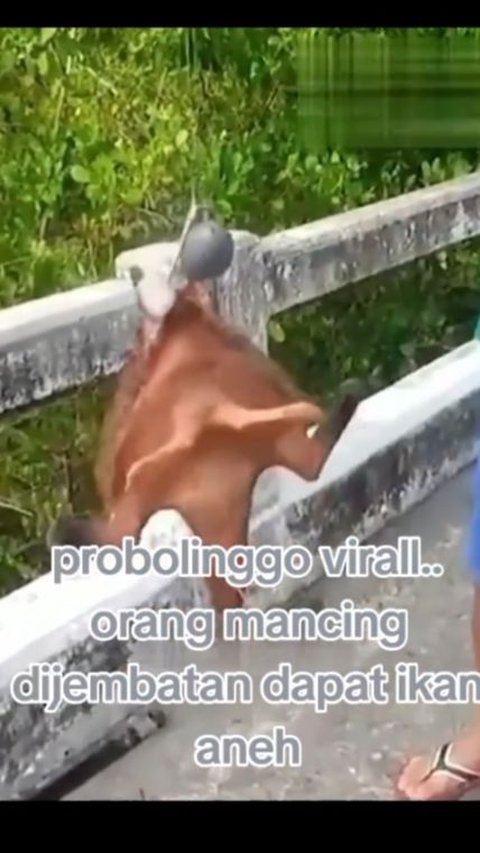 Viral Fish Caught by Fisherman in Probolinggo with Strange Shape, Has Legs Under Its Body