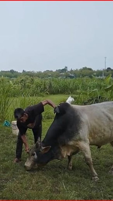 Mengenal Sistem Adat Mawah di Aceh, Akad Kerja Sama dalam Pengelolaan Lahan